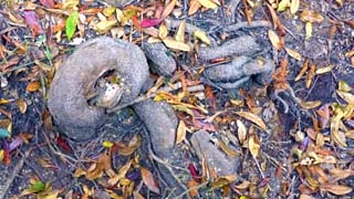 Typical gnarly roots over this entire creek area